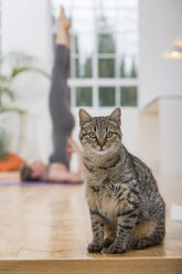 Woman at home, doing yoga, in yoga position, focus on pet cat in foreground - CUF02849