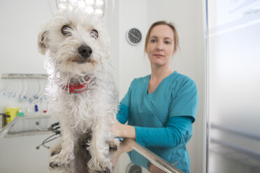 Vet with terrier poodle mixed breed dog on table - CUF02871