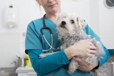 Tierarzt trägt Terrier Pudel Mischlingshund - CUF02874