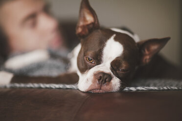 Schläfriger Boston Terrier und Mann auf Sessel ruhend - CUF03315