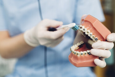 Dentist cleaning false teeth with toothbrush, mid section, close-up - CUF03346