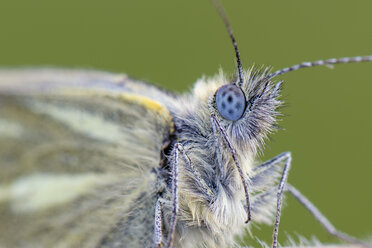 Grüngeäderter Weißer, Pieris napi - MJOF01495