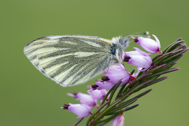 Grüngeädertes Weiß, Pieris napi, auf Blüte - MJOF01496