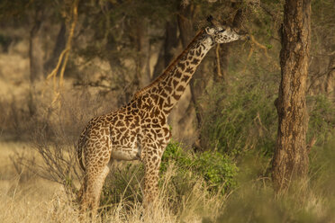 Giraffe, Giraffa camelopardalis, Tarangire-Nationalpark, Tansania - CUF03375