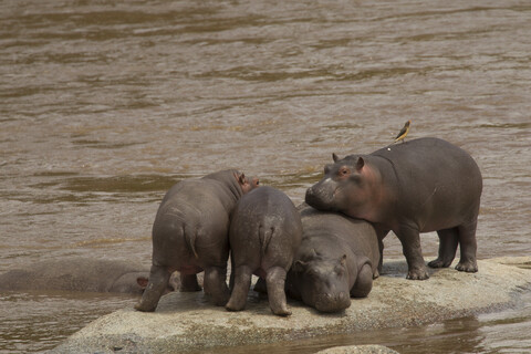 Flusspferd, Hippopotamus amphibius, Mara-Fluss, Serengeti-Nationalpark, Tansania, lizenzfreies Stockfoto