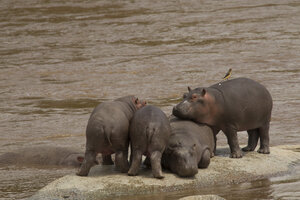 Flusspferd, Hippopotamus amphibius, Mara-Fluss, Serengeti-Nationalpark, Tansania - CUF03377