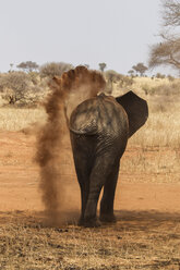 Elefant, Loxodonta africana, Tarangire-Nationalpark, Tansania - CUF03379