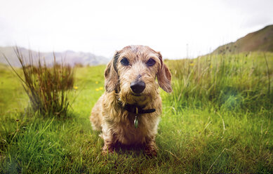 Portrait of cute dog in rural landscape - CUF03384