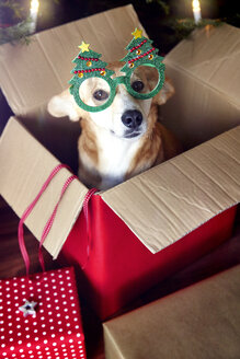 Dog in box, wearing Christmas tree eyeglasses - CUF03387