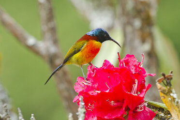 Thailand, Chiang Mai, Doi Inthanon, Grünschwanzsonnenvogel, Aethopyga nipalensis, Männchen, auf einer Blüte sitzend - ZC00619
