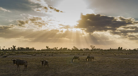 Gnus im Amboseli-Nationalpark, Amboseli, Rift Valley, Kenia - CUF03413