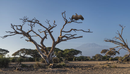 Geier auf einem Baum im Amboseli-Nationalpark, Amboseli, Rift Valley, Kenia - CUF03414