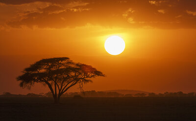 Sonnenuntergang über einem einsamen Akazienbaum im Amboseli-Nationalpark, Amboseli, Rift Valley, Kenia - CUF03416