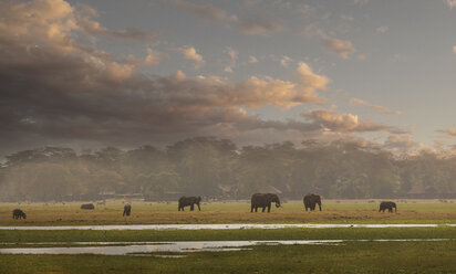 Herd of elephants in Amboseli National Park, Amboseli, Rift Valley, Kenya - CUF03418
