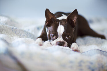 Portrait of boston terrier lying on bed - CUF03509