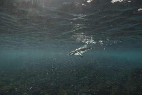 Galapagos Penguins hunting sardines, Seymour, Galapagos, Ecuador - CUF03564