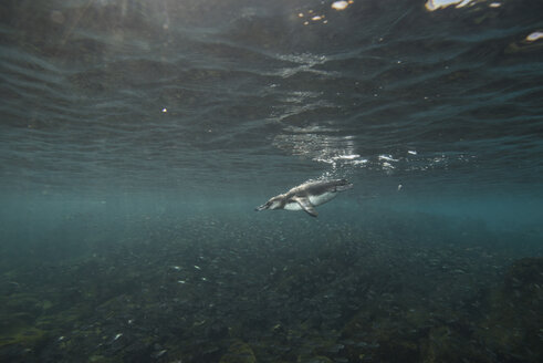 Galapagos-Pinguine auf der Jagd nach Sardinen, Seymour, Galapagos, Ecuador - CUF03564