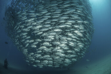 Diver swimming with school of jack fish, underwater view, Cabo San Lucas, Baja California Sur, Mexico, North America - CUF03566