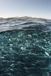 Ein Schwarm Stachelmakrelen schwimmt nahe der Wasseroberfläche, Cabo San Lucas, Baja California Sur, Mexiko, Nordamerika - CUF03567