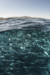 School of jack fish swimming close to water surface, Cabo San Lucas, Baja California Sur, Mexico, North America - CUF03567