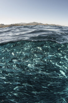 Ein Schwarm Stachelmakrelen schwimmt nahe der Wasseroberfläche, Cabo San Lucas, Baja California Sur, Mexiko, Nordamerika - CUF03567