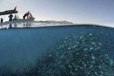 Ein Schwarm Stachelmakrelen schwimmt in der Nähe des Bootes auf der Wasseroberfläche, Cabo San Lucas, Baja California Sur, Mexiko, Nordamerika - CUF03568