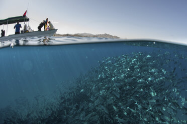 School of jack fish swimming near boat on water surface, Cabo San Lucas, Baja California Sur, Mexico, North America - CUF03568