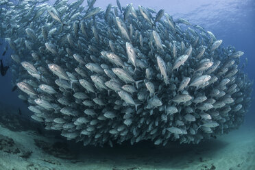 School of jack fish, underwater view, Cabo San Lucas, Baja California Sur, Mexico, North America - CUF03569