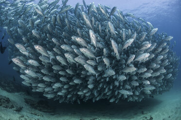 Stachelmakrelenschwarm, Unterwasseransicht, Cabo San Lucas, Baja California Sur, Mexiko, Nordamerika - CUF03569