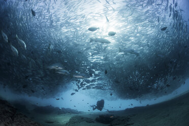 Diver swimming with school of jack fish, underwater view, Cabo San Lucas, Baja California Sur, Mexico, North America - CUF03570
