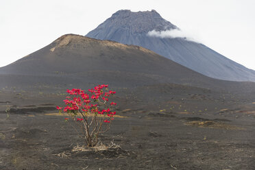Rote Blätter an einem Baum neben einem Vulkan, Fogo, Kap Verde, Afrika - CUF03582