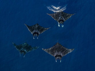 Mobula Rays seen from the air swimming, Nopapu, Vava, Tonga - CUF03583