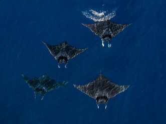 Mobula-Rochen beim Schwimmen aus der Luft gesehen, Nopapu, Vava, Tonga - CUF03583