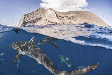Haie schwimmen dicht an der Meeresoberfläche, Socorro, Baja California - CUF03597