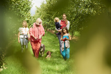 Family walking dog in apple orchard - CUF03661