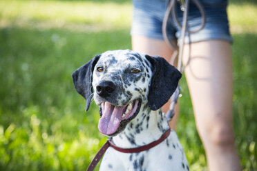 Portrait of Dalmatian in the garden with girl in the background - LVF06966