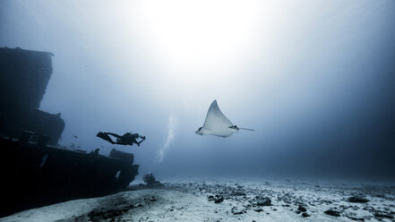 Taucher schwimmt mit Adlerrochen, Unterwasseransicht, Cancun, Mexiko - CUF03825