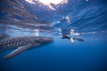 Diver swimming with Whale shark, underwater view, Cancun, Mexico - CUF03829