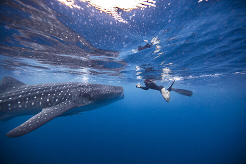 Taucher schwimmt mit Walhai, Unterwasseransicht, Cancun, Mexiko - CUF03829