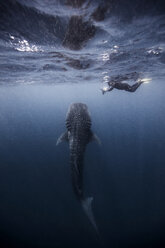 Diver swimming with Whale shark, underwater view, Cancun, Mexico - CUF03830