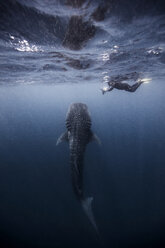 Taucher schwimmt mit Walhai, Unterwasseransicht, Cancun, Mexiko - CUF03830