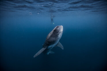 Diver swimming with Whale shark, underwater view, Cancun, Mexico - CUF03831