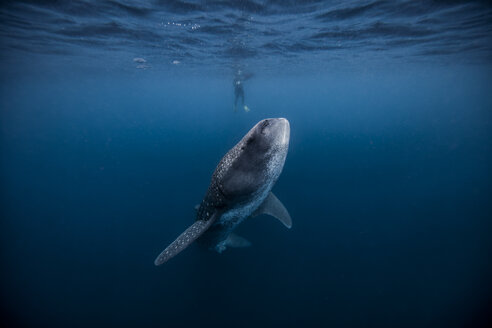Taucher schwimmt mit Walhai, Unterwasseransicht, Cancun, Mexiko - CUF03831
