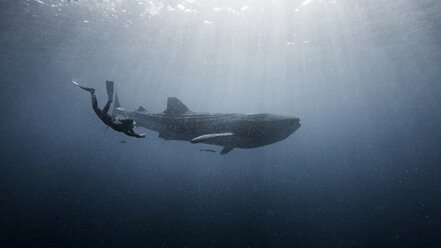 Taucher schwimmt mit Walhai, Unterwasseransicht, Cancun, Mexiko - CUF03832