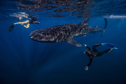 Taucher schwimmen mit Walhai, Unterwasseransicht, Cancun, Mexiko - CUF03833