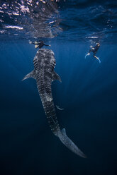 Taucher schwimmen mit Walhai, Unterwasseransicht, Cancun, Mexiko - CUF03834