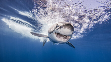 Great White shark entering water after attacking bait, underwater view - CUF03871