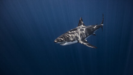 Great White shark, underwater view - CUF03872