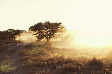 Dusty arid plain and dirt track at sunset, Namibia, Africa - CUF03884