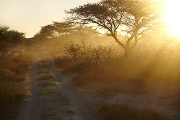 Dusty arid plain and backlit trees at sunset, Namibia, Africa - CUF03885